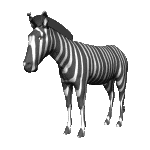 Download free Zebras animated gifs 5